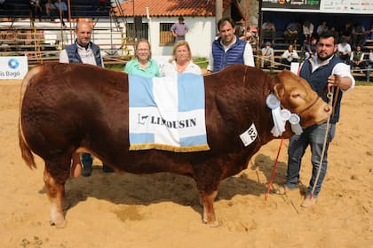 Gran Campeón Macho Limousin