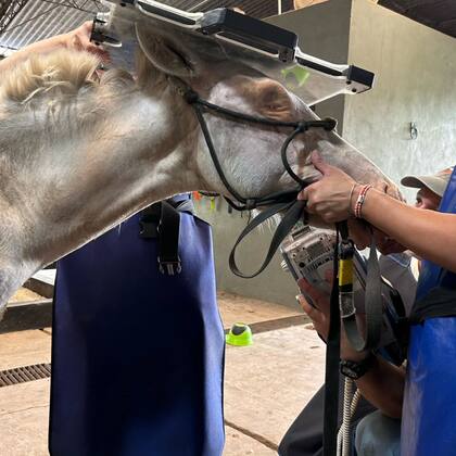 Gran parte de los caballos que hasta el momento pasaron por el predio llegaron judicializados, con causas penales por maltrato animal por tracción a sangre y fueron rescatados en la vía pública.