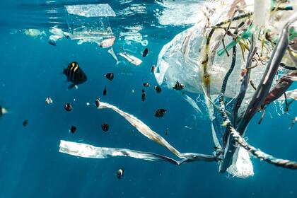 Gran parte de los desechos producidos a nivel mundial terminan vertidos en los océanos, lo que contribuye a la contaminación de las aguas y la destrucción de la flora y fauna marina