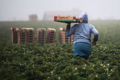 Gran parte de los inmigrantes indocumentados trabaja en el campo (la foto es ilustrativa)