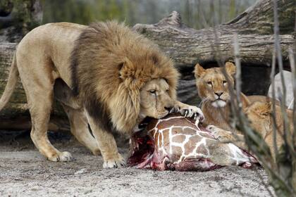 Gran polémica se armó en febrero tras la muerte de una jirafa que fue trozada y dada a los leones