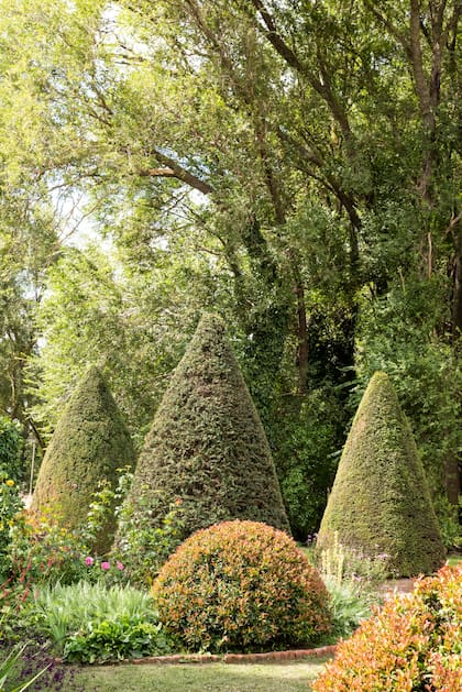 Grandes bochas de Eugenia de más de 15 años crean recorridos y delimitan los espacios
