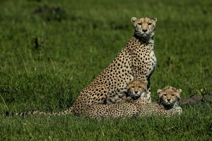 Grandes felinos como el chita y el leopardo están en extinción