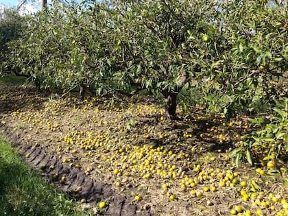 Granizo y vientos extremos provocaron pérdidas del 70% al 100% en fincas citrícolas y dañaron infraestructura rural