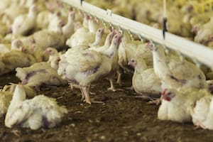 Gripe aviar: la Argentina necesitará entre 90 y 180 días para recuperar las exportaciones que se perderán