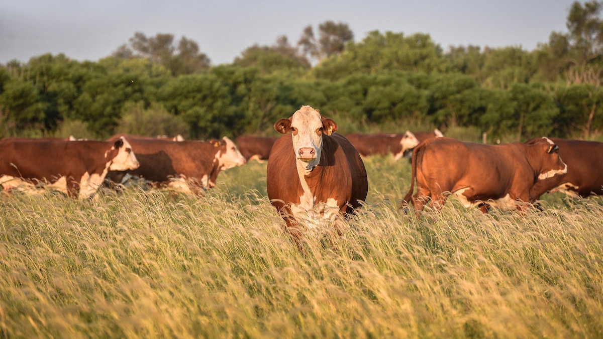 O governo eliminou a obrigação de apresentação de licenças municipais nos procedimentos essenciais do Senasa