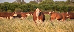 El Gobierno eliminó la obligación de presentar habilitaciones municipales en trámites clave del Senasa