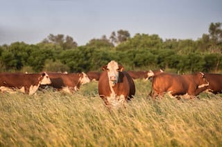 El Gobierno eliminó la obligación de presentar habilitaciones municipales en trámites clave del Senasa