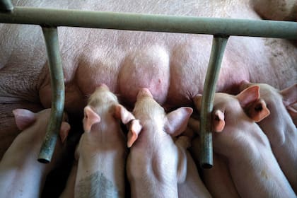Granja porcina en China: el modelo se quiere instalar en países de Latinoamérica. 