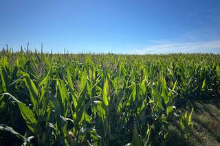 GRANOS-Cereales y oleaginosas amplían ganancias en Chicago por el frío en EE. UU.