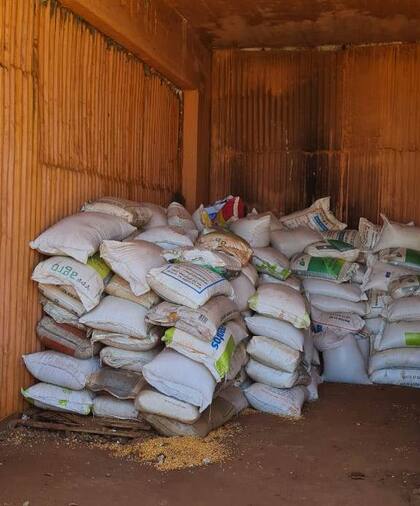 Granos de maíz acondicionados en 350 bolsas de 50 kilos cada una