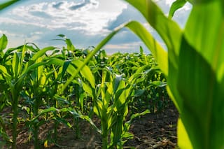 Granos: el maíz sube por demanda de exportación y el trigo ante la preocupación por el clima en EE.UU.