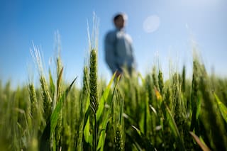 GRANOS - El trigo en Chicago cae a un nuevo mínimo de ocho semanas por la abundante oferta mundial