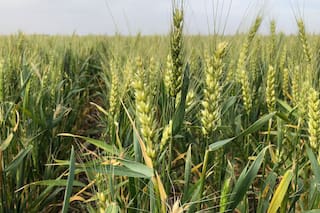 GRANOS. El trigo pierde terreno ante la abundante oferta mundial