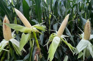 GRANOS-Futuros del maíz y el trigo suben por tensión en el mar Negro y el tiempo en EE. UU.