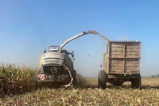 GRANOS: la soja y el maíz suben por la caída del dólar y el calor en Argentina