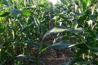 GRANOS-Maíz y soja se recuperan tras la actualización de directrices sobre biocombustibles en EEUU