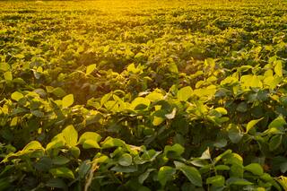 Granos: Soja anota mayor alza mensual en casi cuatro años gracias a optimismo por compras China