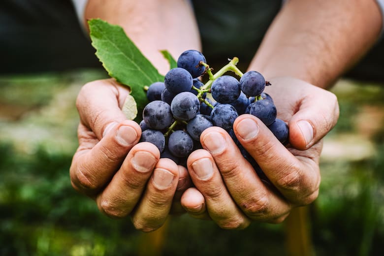 Los cuatro beneficios de comer uvas todos los días