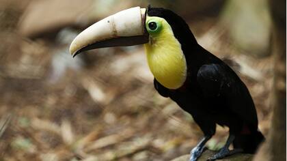 Grecia, con su nuevo pico impreso en 3D