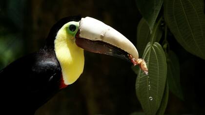 Grecia, el tucán que perdió la mayor parte de su pico superior en un ataque, come con su nuevo pico impreso en 3D