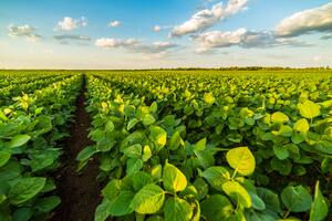 Mercados atentos a un nuevo reporte mensual del USDA