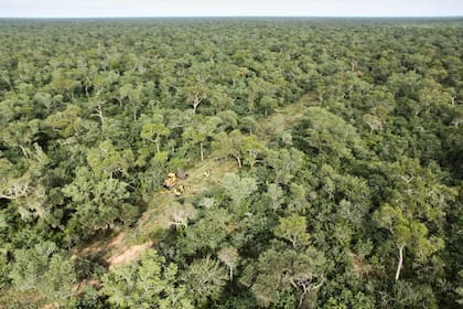 El Consejo de Mayo incluye flexibilizaciones para los desmontes en zonas verdes