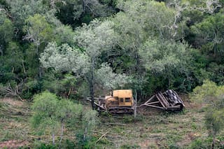 El nuevo dato que genera alarma sobre la pérdida de bosques este año en dos provincias