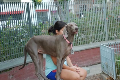 Greta, una hermosa guaimarán, en Plaza Armenia
