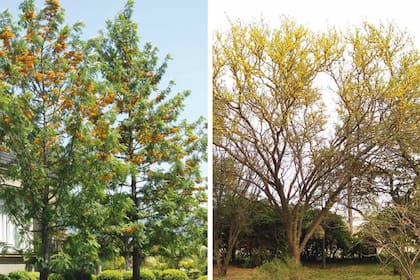 Roble sedoso (izquierda) y espinillo (derecha).
