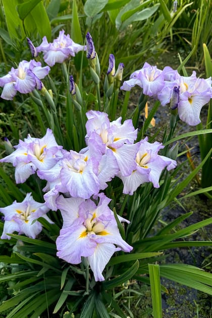 Greywood’s annalise y sus pétalos elegantes