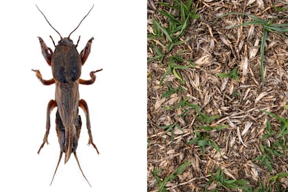 Grillo topo y sus consecuencias en el césped.