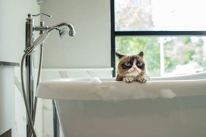 Grumpy Cat tiene una galería de imágenes muy divertidas (Foto/Instagram: @realgrumpycat)