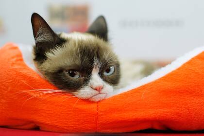 Grumpy Cat, una de las gatas más famosas de Internet, es también un fenómeno comercial