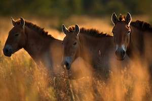 Chernobyl: el inesperado refugio para los caballos salvajes de Przewalski