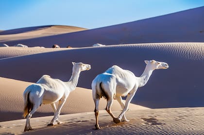 Grupo de camellos caminando en el desierto de Liwa en Abu Dhabi EAU