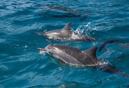 Grupo de delfines en la popa del catamarán que recorre la isla.