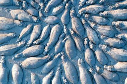 Grupo de hipopótamos desde arriba, Delta del Okavango, Botsuana. Autor: Talib Almarri | Dhahran, Arabia Saudita