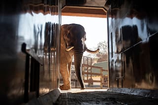 Grupos dicen que tres elefantes de zoo sudafricano están deprimidos y presentan demanda para moverlos