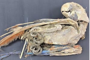 Loros momificados en Atacama: el misterio de su llegada al desierto