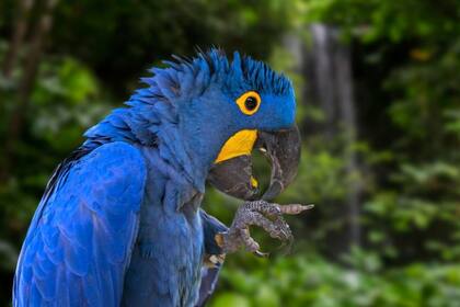 Guacamayo jacinto o azul (Anodorhynchus hyacinthinus), que habita en Sudamérica