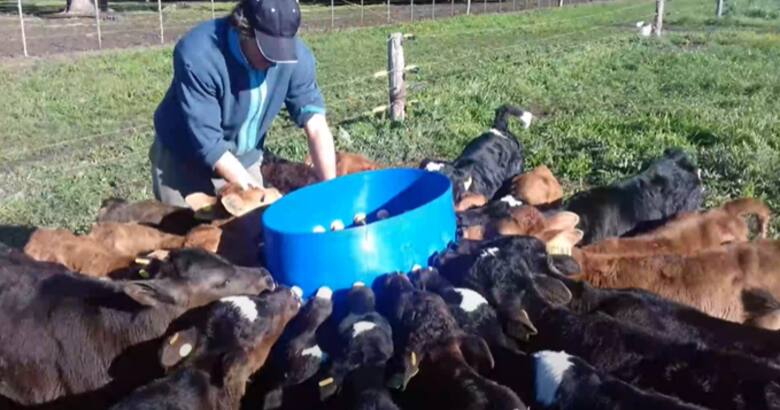 Todos los recaudos para evitar las enfermedades durante la crianza de terneros de tambo