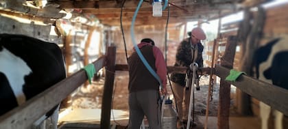 En la Patagonia: ordeñando a mano, comenzó con tres vacas lecheras y hoy hace un queso que es furor 29 Guadalupe Sorzana