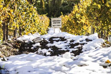 Gualtallary, Valle de Uco, el lugar donde Nicolás Catena desarrolló gran parte de su gama más alta.