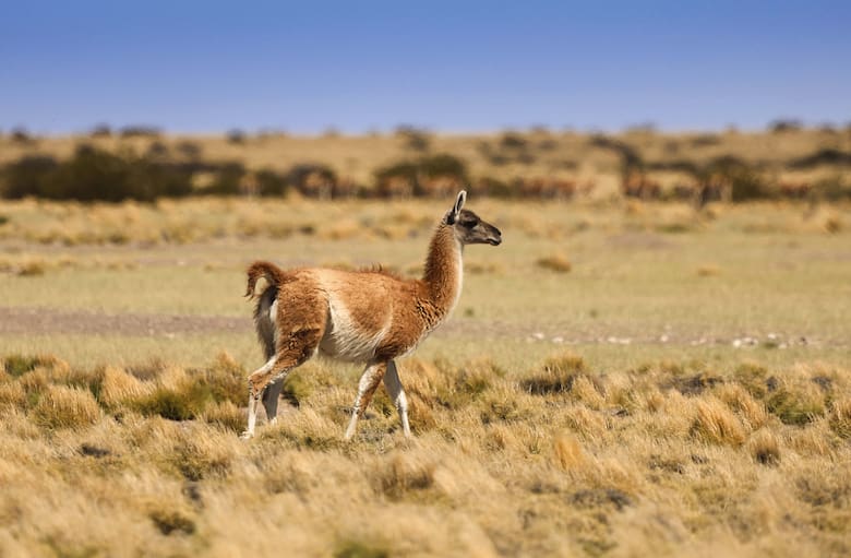 Guanaco