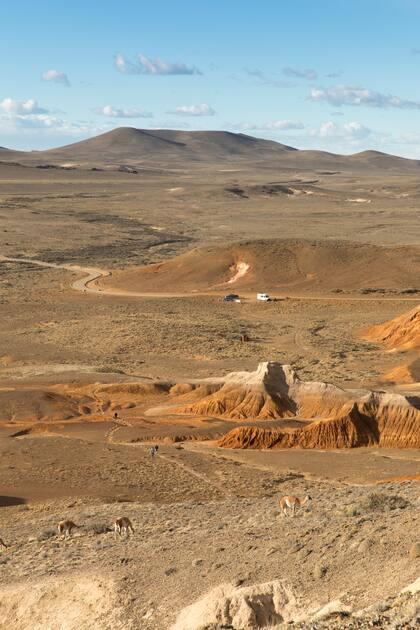 Guanacos al costado del sendero.