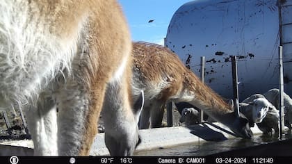 Guanacos en bebederos de ovejas en un campo del noroeste santacruceño