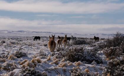 Guanacos y caballos buscan pastizales en medio de la nieve