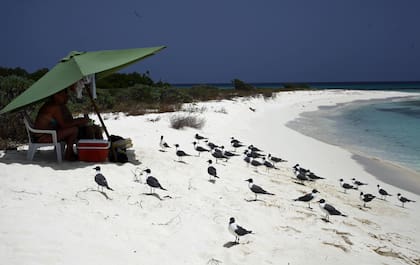 Guanaguanares en la playa.