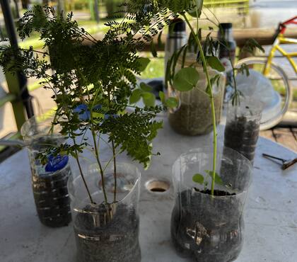 Los árboles más plantados son ceibos, timbós, espinillos, jacarandá, algunas clases de palos borrachos, sen del campo, y otras especies nativas de la zona bonaerense